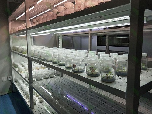 南坤镇植物组织培养实验室设计建设方案